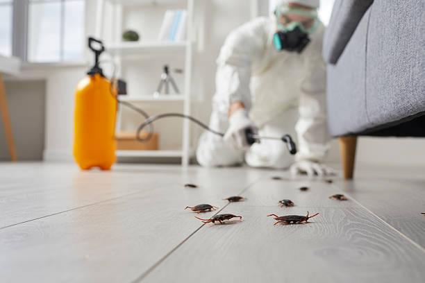 Trusted Cockroach Control service in Dubuque, IA - Nex Pest Control